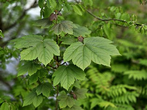 Gewone Esdoorn Acer Pseudoplatanus Kopen