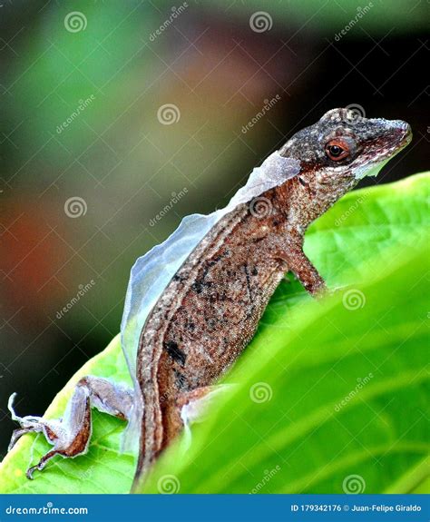 Lizard Shedding Skin Reptile Stock Photo Image Of Gardenlizard