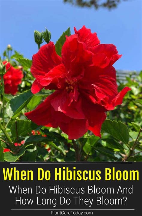 Ultimate Guide To Indoor Hibiscus Care Artofit