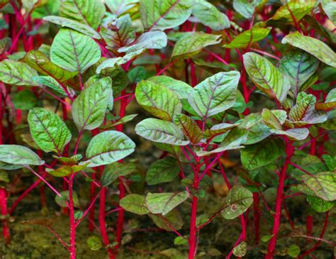 20 Red Spinach Supplement Facts And Benefits Nutrigardens