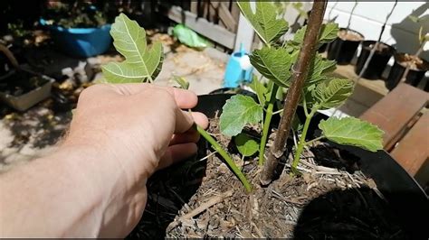 Fig Tree Suckers How They Impact Growth And What To Do With Them Youtube