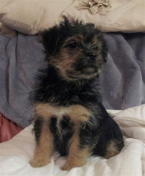 Shih Tzu X Yorkshire Terrier Pup Salisbury Wiltshire Pets4homes