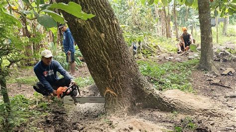 Great Saw Stihl Ms 881 Cut Down A Trembesi Tree YouTube