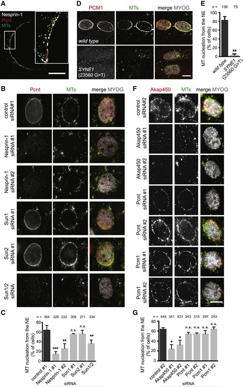 Nesprin Dependent Microtubule Nucleation From The Nuclear Envelope