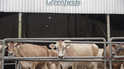 Mengenal Sapi Perah Jersey Di Greenfields Farm Malang Mungil Tapi