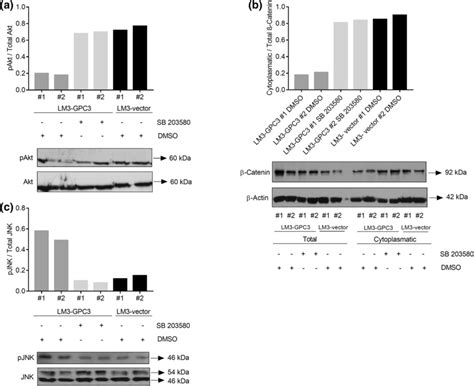 Effect Of P Mapk Pharmacological Inhibitor On Gpc Modulated Pathway