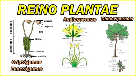 Reino Plantae Criptogamas Algas Musgos Fanerogamas Gymmnosperma