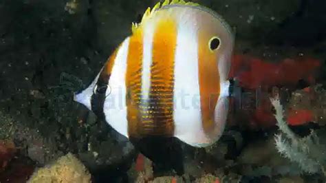 Orange Banded Butterfly Butterflies Saltwater Fish