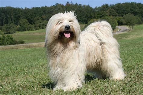 Tibet Terrier Internationaler Club Für Lhasa Apso Und Tibet Terrier Ev