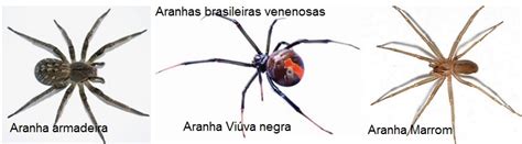 Picada De Aranha Venenosa Sintomas Cuidados E Preven O Como