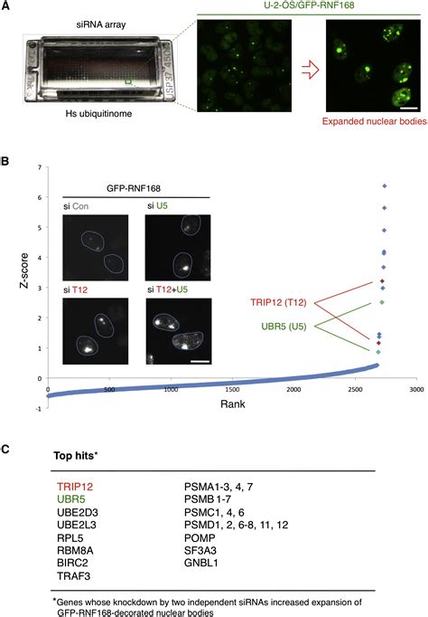 TRIP12 And UBR5 Suppress Spreading Of Chromatin Ubiquitylation At