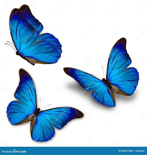 Three Blue Butterfly Stock Photo Image 66921186