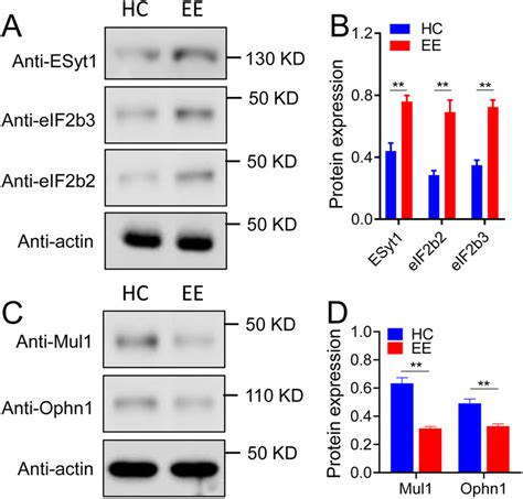 Validate The Key Differentially Expressed Proteins Identified Through