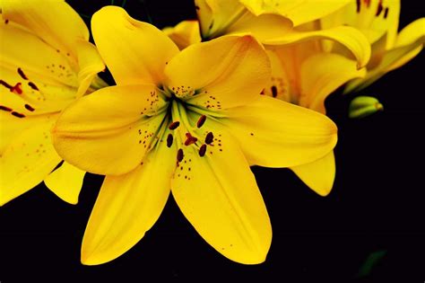 Flores Amarillas Especies Cuidados Características Y Significado