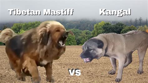 Kangal Vs Tibetan Mastiff Youtube