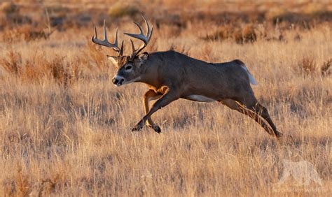 White-tailed deer - Fascination Wildlife