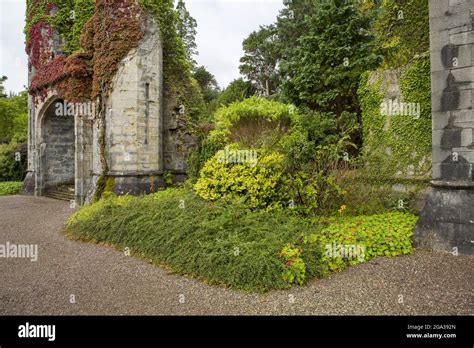 Ivy And Greenery Cover The Armadale Castle Ruins Former Home Of The