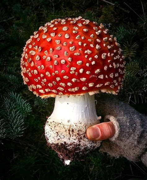 Amanita Muscaria! : r/absoluteunit