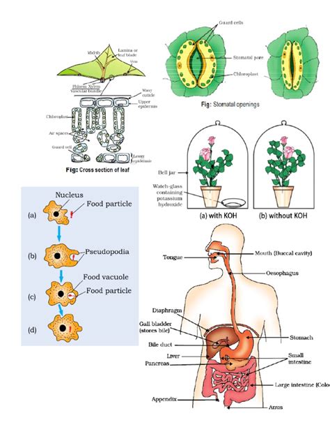 Biology Diagrams | PDF