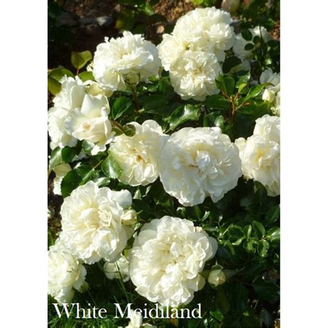 Роза Вайт Мейдиланд / Rose White Meidiland