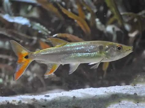 Acestrorhynchus altus » Home Aquarium