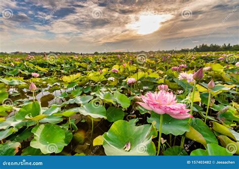 Lotus bloom at sunrise stock photo. Image of pink, lotus - 157403482