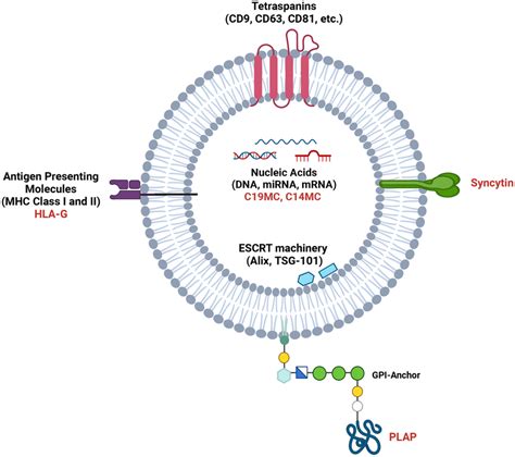 Endogenous Markers Of Placental Evs Evs Express Various Proteins