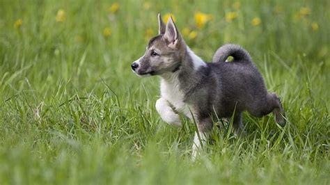 West Siberian Laika - Puppies, Facts, Characteristics, Price ...