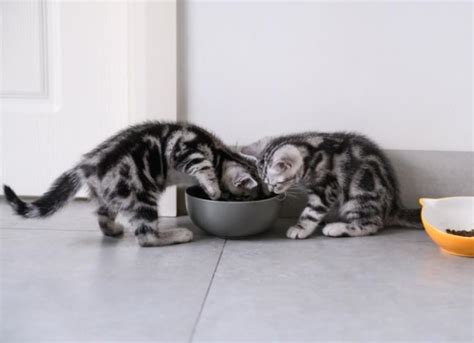 Complete Guide to Feeding Kittens | PetMD