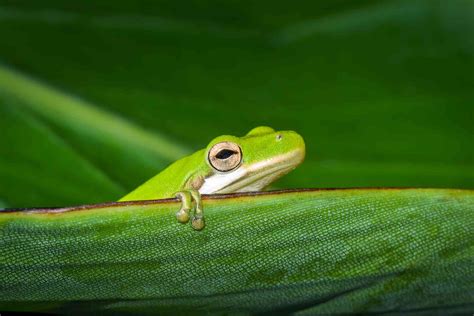 10 Interesting Facts About American Green Tree Frogs