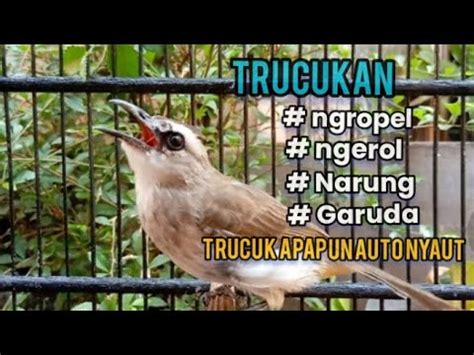 Suara BURUNG TRUCUKAN GACOR Ropel PANJANG Untuk MASTERAN PANCINGAN