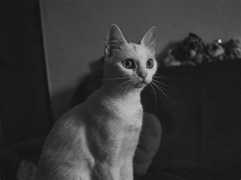 Scrappy Cat On Behance