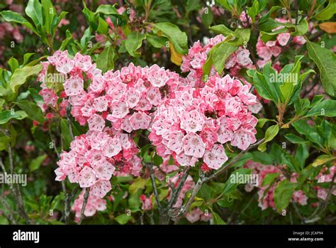 Kalmia Latifolia Stock Photo Alamy