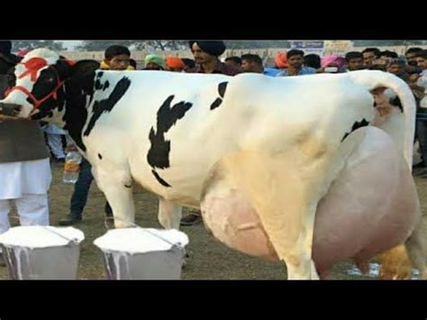 World S Highest Milking Biggest Udder Holstein Friesian Cow Breed Litters Milk Per Day Hf Gay