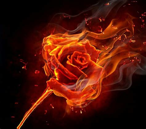 Fire Rose Rose On Fire Burning Rose Burning Flowers