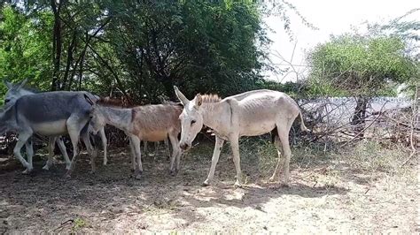 Tow Male Donkey And One Female Donkeys In My Village Mp2animals Youtube