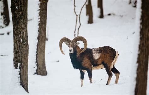 Des Nouveaux Logements Pour Dormir Avec Les Animaux Sauvages Au Parc