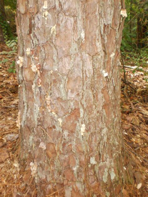 Is this pine beetle damage? – Walter Reeves: The Georgia Gardener