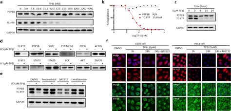 Discovery Of A Selective Tc Ptp Degrader For Cancer Immunotherapy