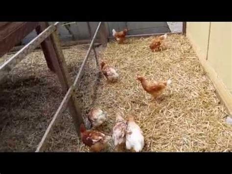 Red Sex Link Chicken Hatcheries And Breeders The Featherbrain