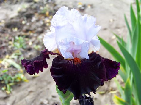 World of Irises: TALL BEARDED IRIS, MY FAVORITE "BLACK" IRISES