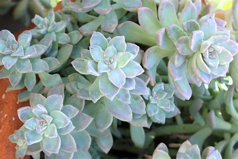 Graptopetalums Lovely Easy Succulents Debra Lee Baldwin