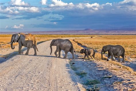 Reasons To Visit Amboseli National Park Kenya Safaris Tours