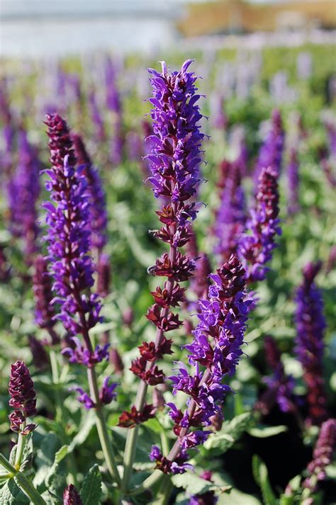 Salvia Nemorosa ‘lyrical™ Blues