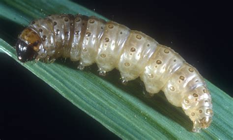 European Corn Borer Ostrinia Nubilalis Hubner