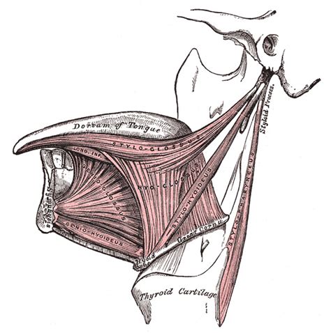 Anatomy, Head and Neck, Styloglossus - StatPearls - NCBI Bookshelf