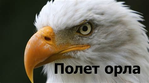 ПОЛЕТ ОРЛА. - YouTube