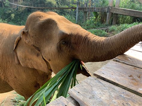 Images Of Elephants Eating