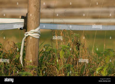 Wood Fence Pole Gate Barrier Peg Electrical Fortification Fenced Wooden