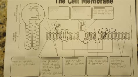 Cell Membrane Transport Diagram Quizlet